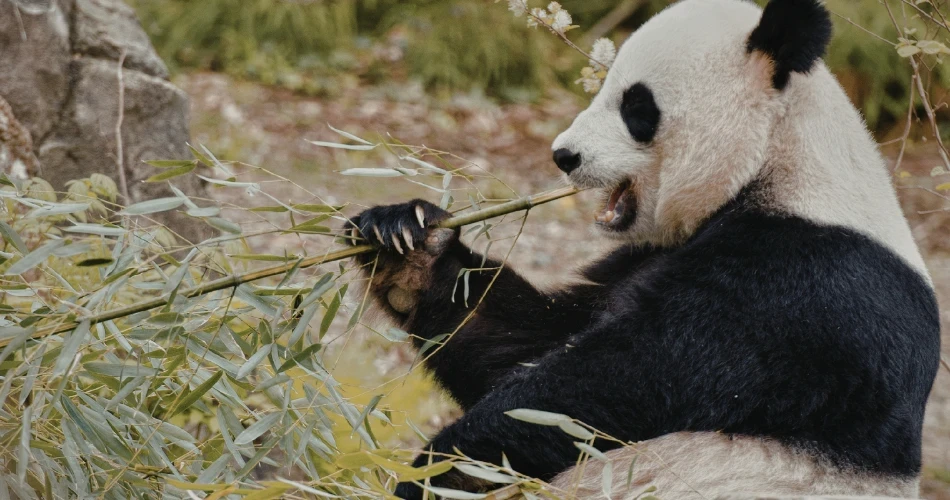 Top Activities and Adventures in San Diego for Couples, Families & Solo Travelers